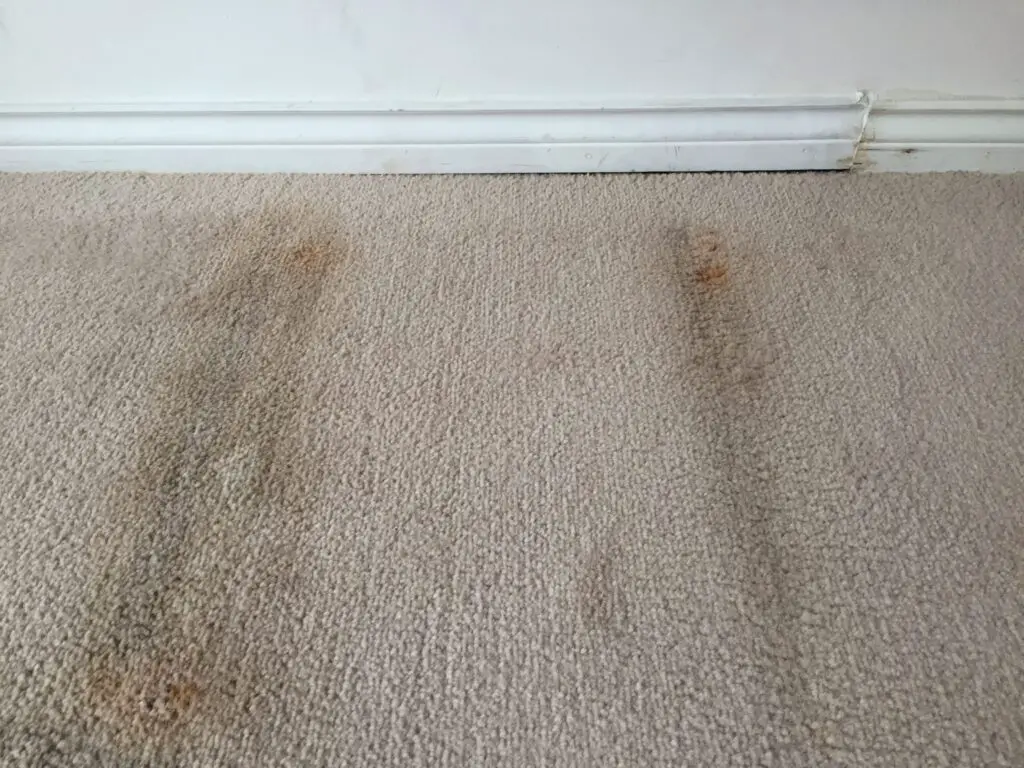 Types Of Carpet Damage