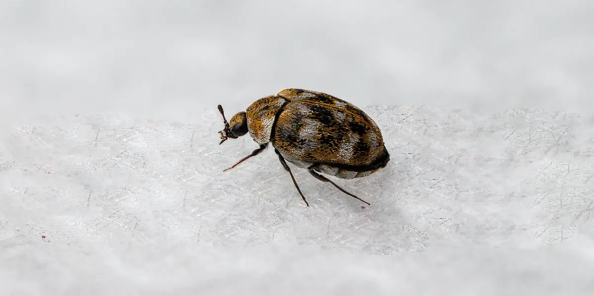 Carpet Beetles