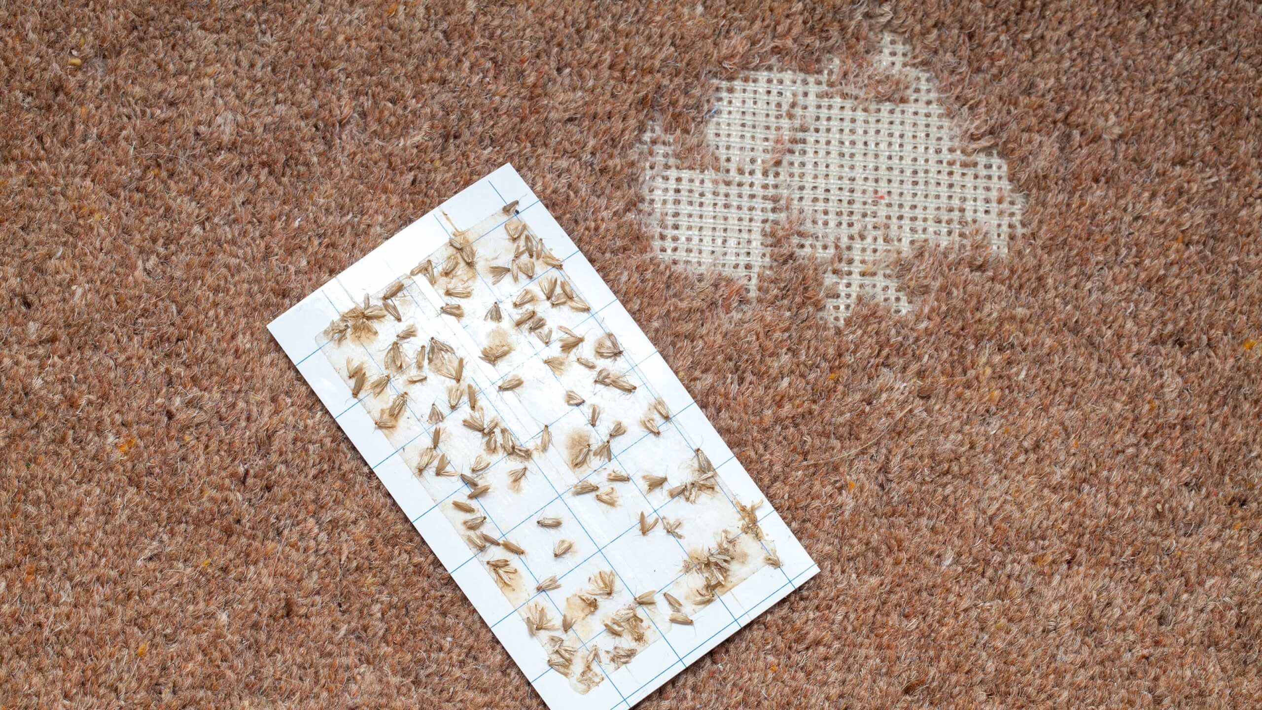 Types Of Carpet Damage