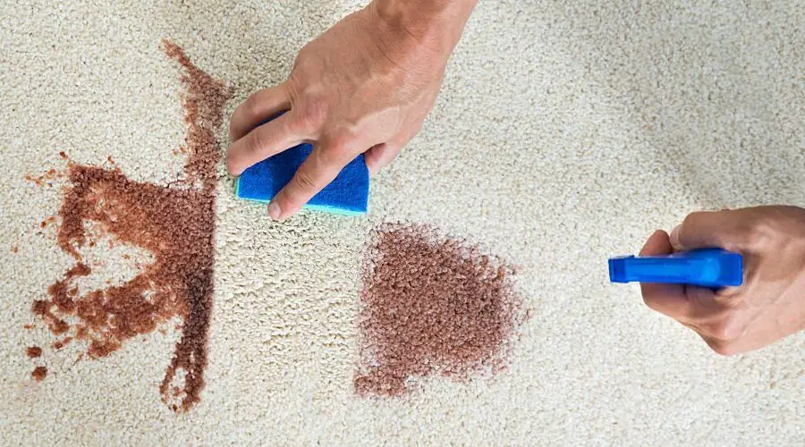 Steam Cleaning Carpets VS. Shampooing