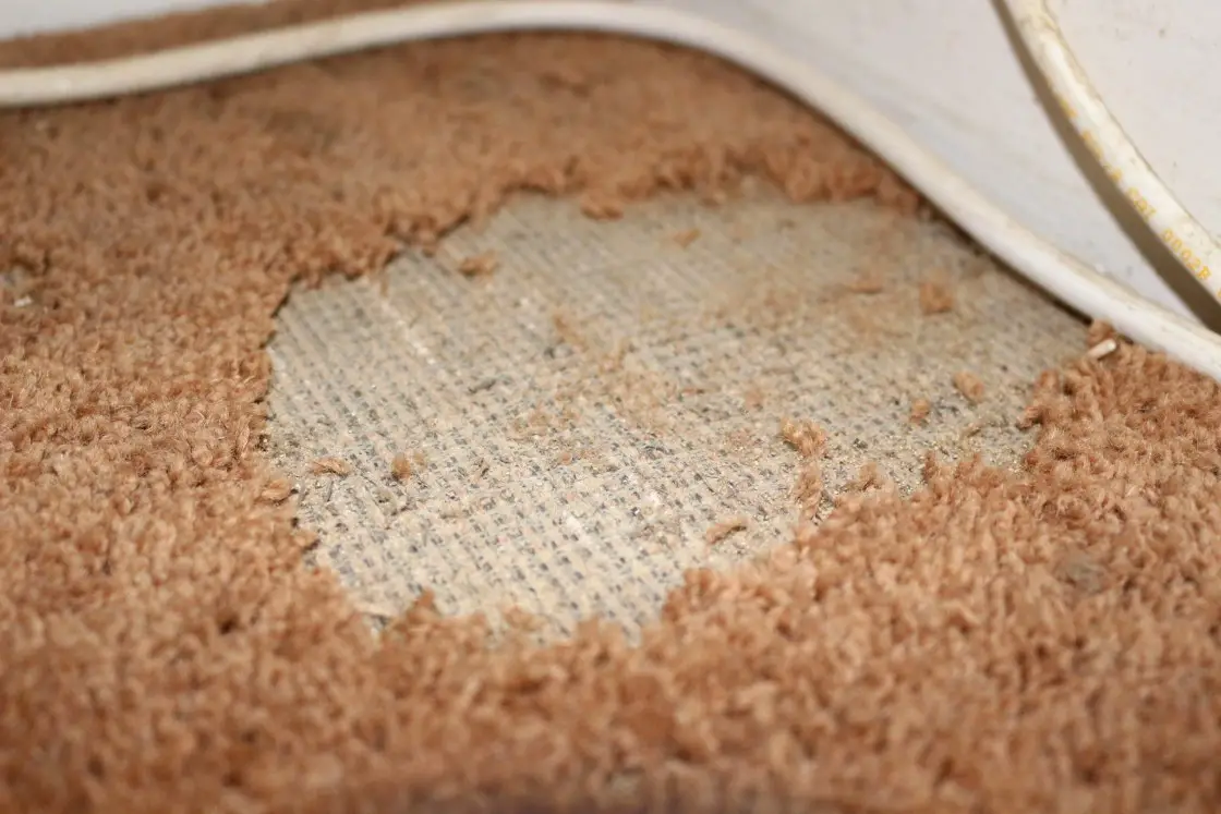 Types of Carpet Damage