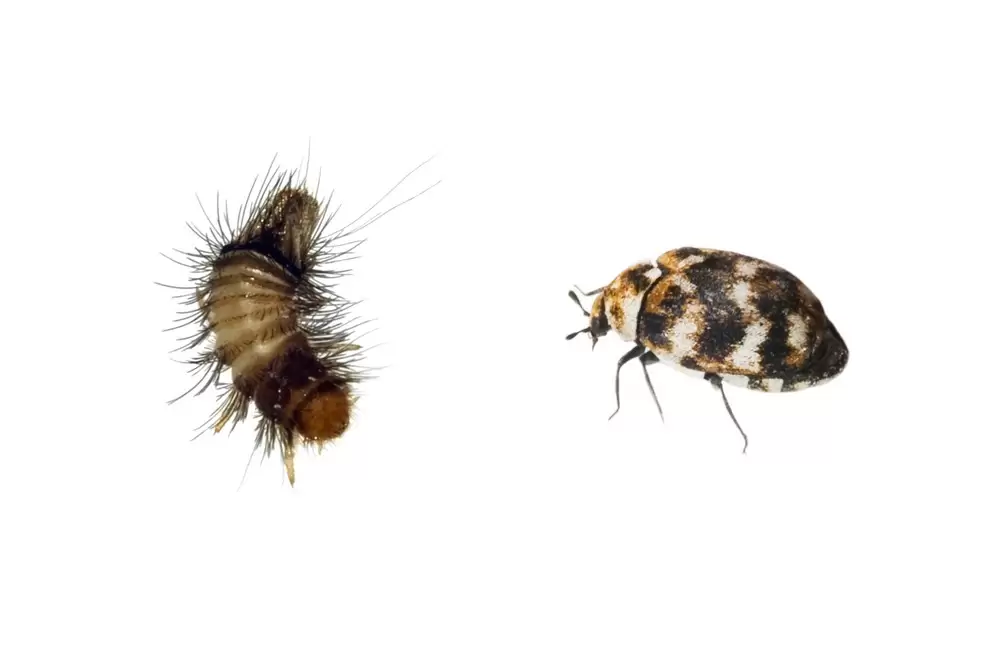 What Causes Carpet Beetles