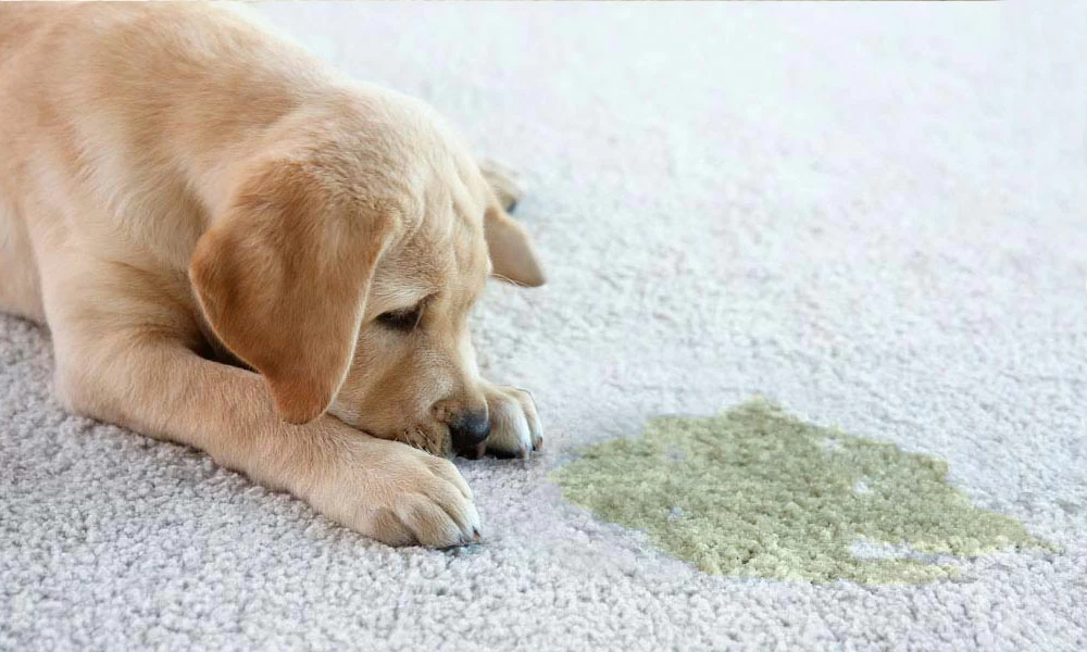 Carpet Stains That Keep Coming Back