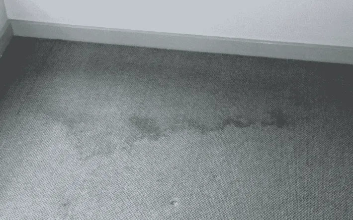 Should Carpet Be Replaced After Water Damage