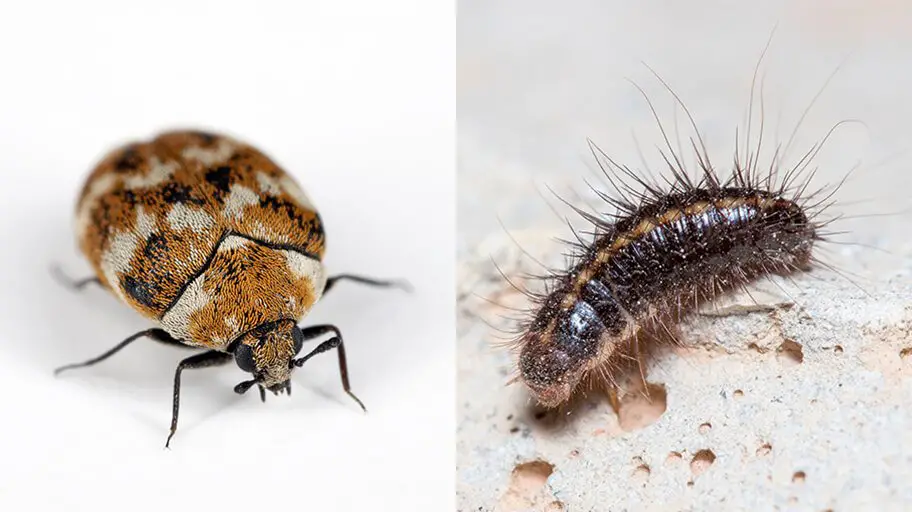 What Causes Carpet Beetles