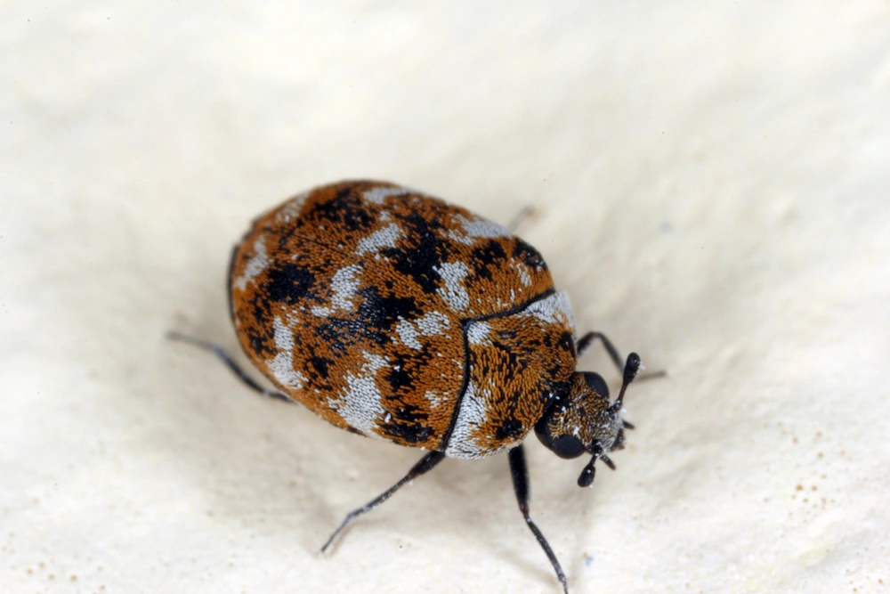 What Causes Carpet Beetles