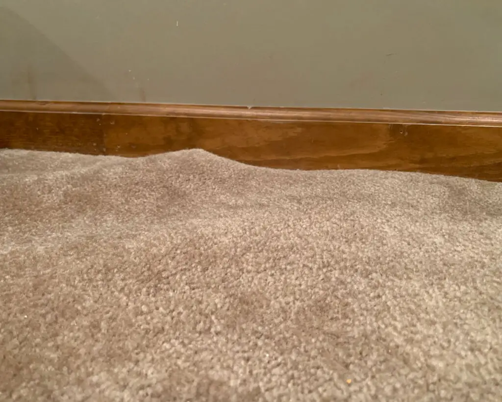 Carpet Ripples and Buckling