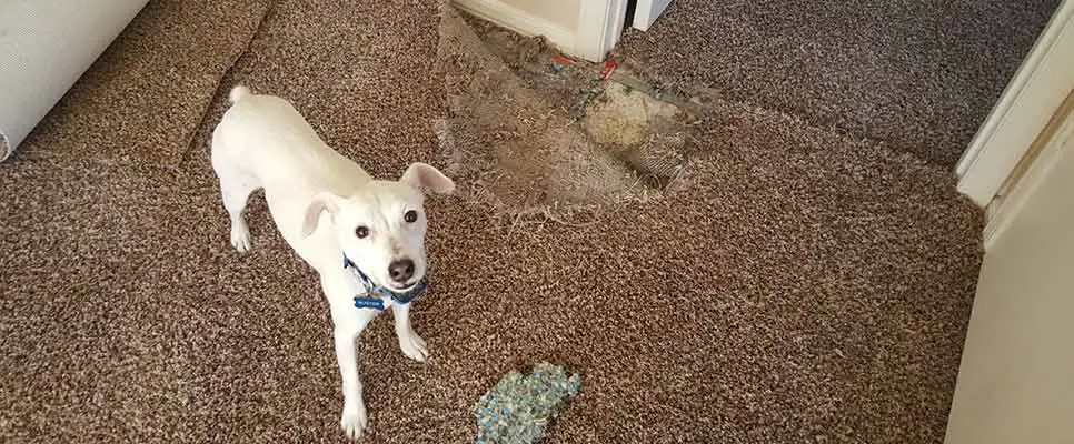 Fixing Frayed Carpet in Doorway
