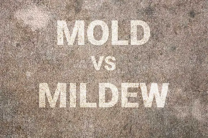 Carpet Stains That Keep Coming Back