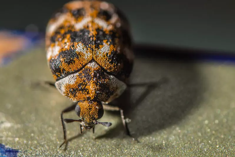 What Causes Carpet Beetles
