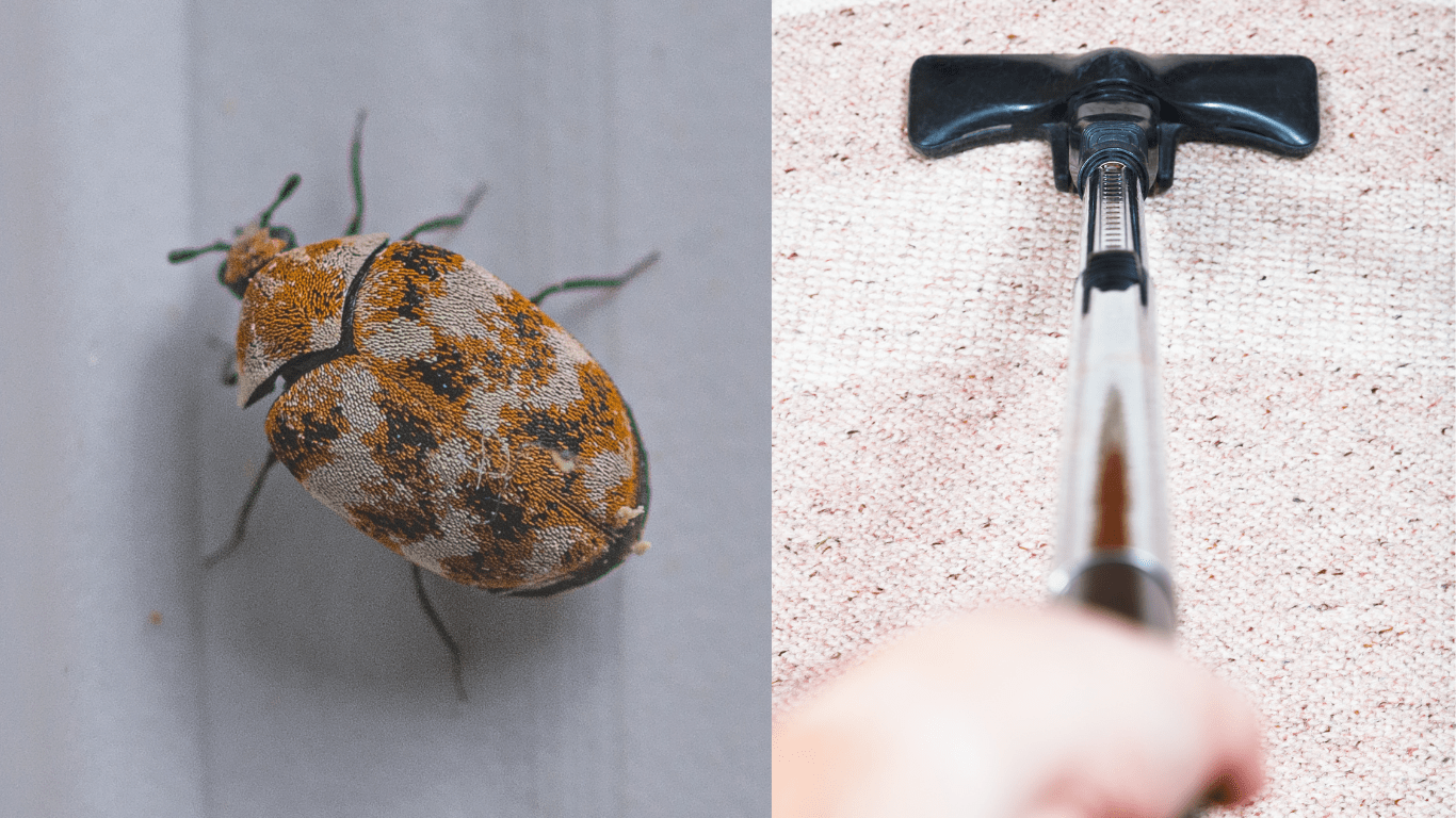 Will Vacuuming Get Rid of Carpet Beetles?