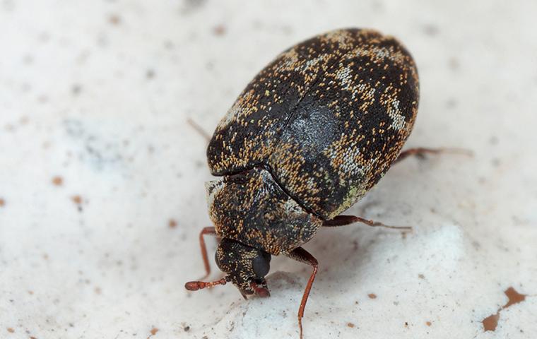 Will Vacuuming Get Rid of Carpet Beetles