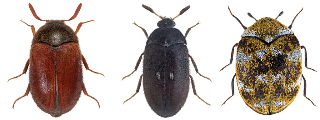Will Vacuuming Get Rid of Carpet Beetles
