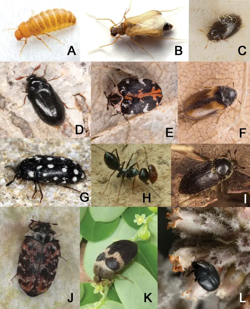 Will Vacuuming Get Rid of Carpet Beetles
